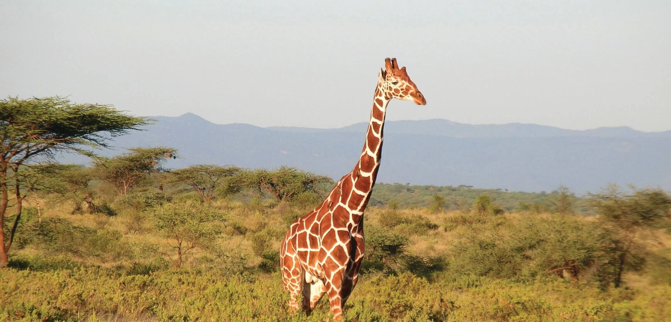 Africa